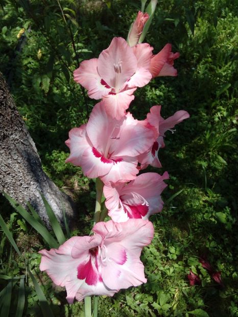  - AAAA_GLADIOLE 2015_2017_2018_2019