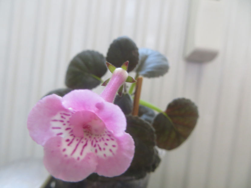  - mini sinningii 2017