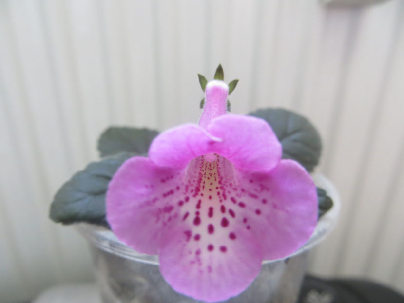  - mini sinningii 2017