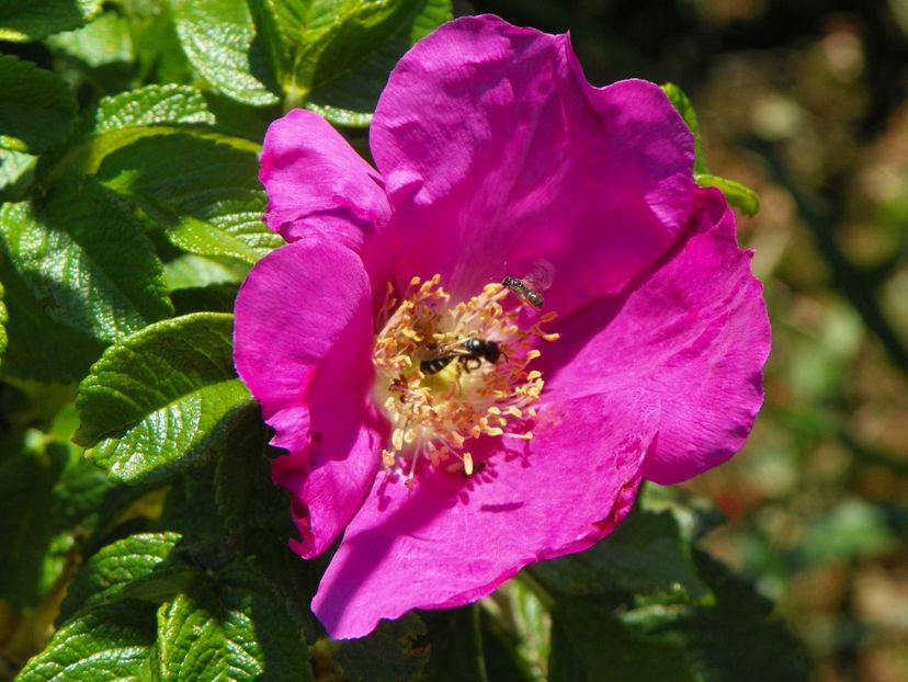 rugosa rubra - Trandafiri 2017 2