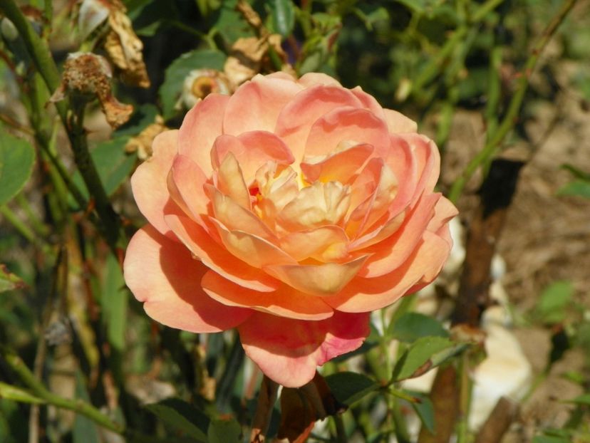 Lady of Shalott - Trandafiri 2017 2