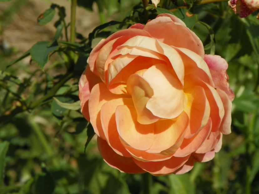 Lady of Shalott - Trandafiri 2017 2