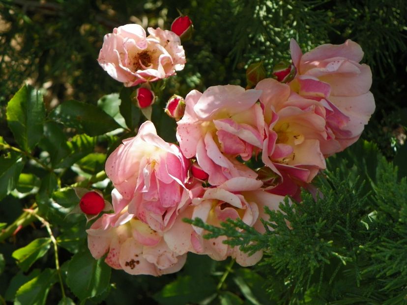 Jazz - Trandafiri 2017 2