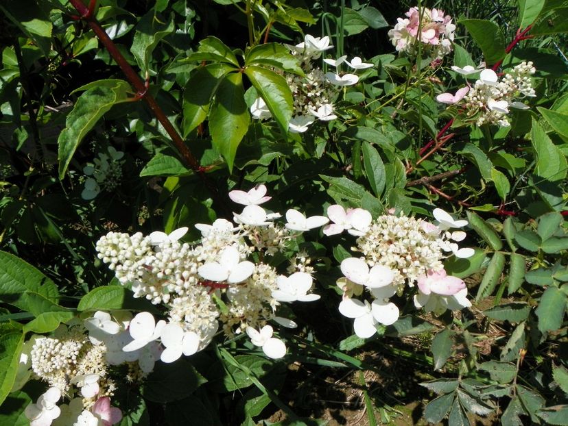 hydrangea pan. Wim's Red - Dobarland 2017 2