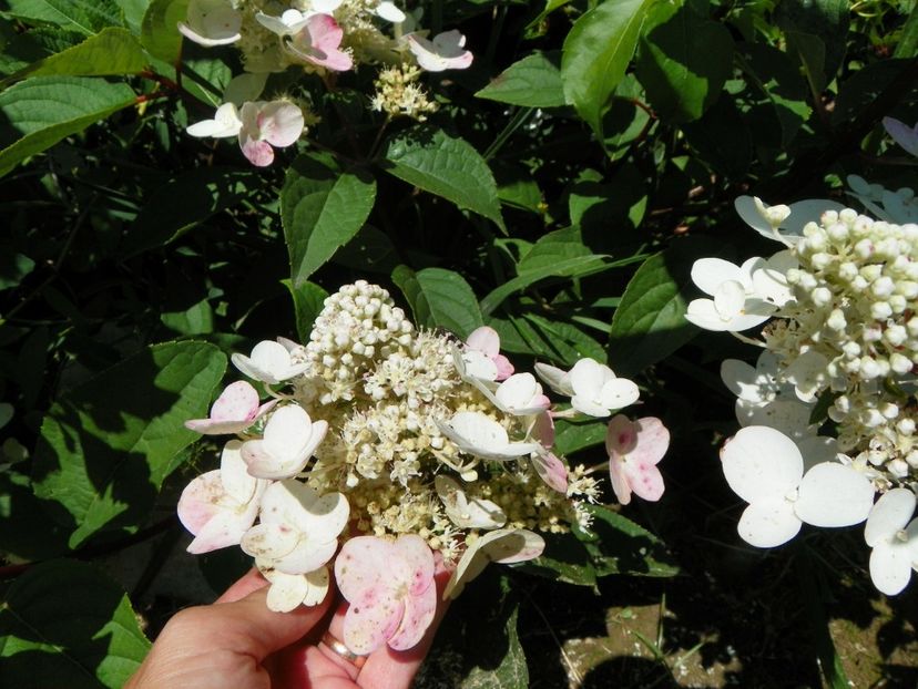 hydrangea pan. Wim's Red - Dobarland 2017 2