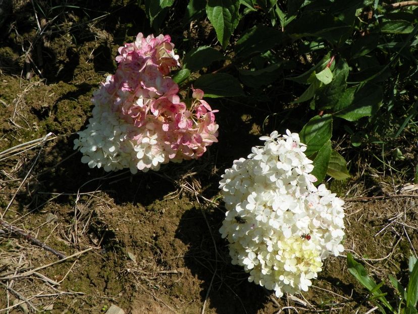 hydrangea pan. Vanille Fraise - Dobarland 2017 2