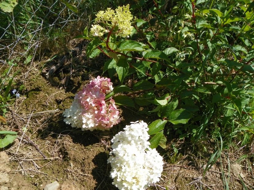 hydrangea pan. Vanille Fraise - Dobarland 2017 2