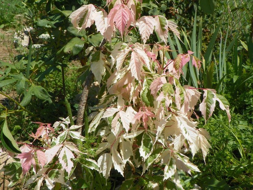 acer negundo Flamingo - Dobarland 2017 2