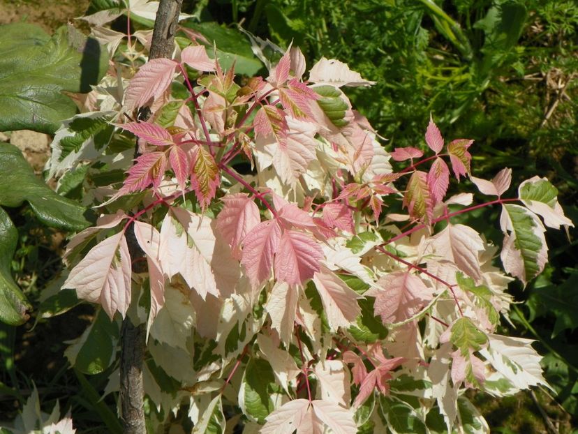 acer negundo Flamingo - Dobarland 2017 2