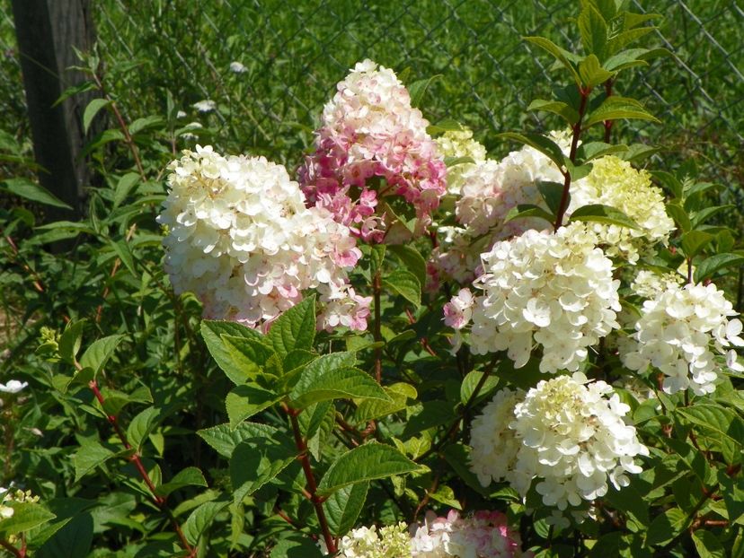 hydrangea pan. Sundae Fraise - Dobarland 2017 2