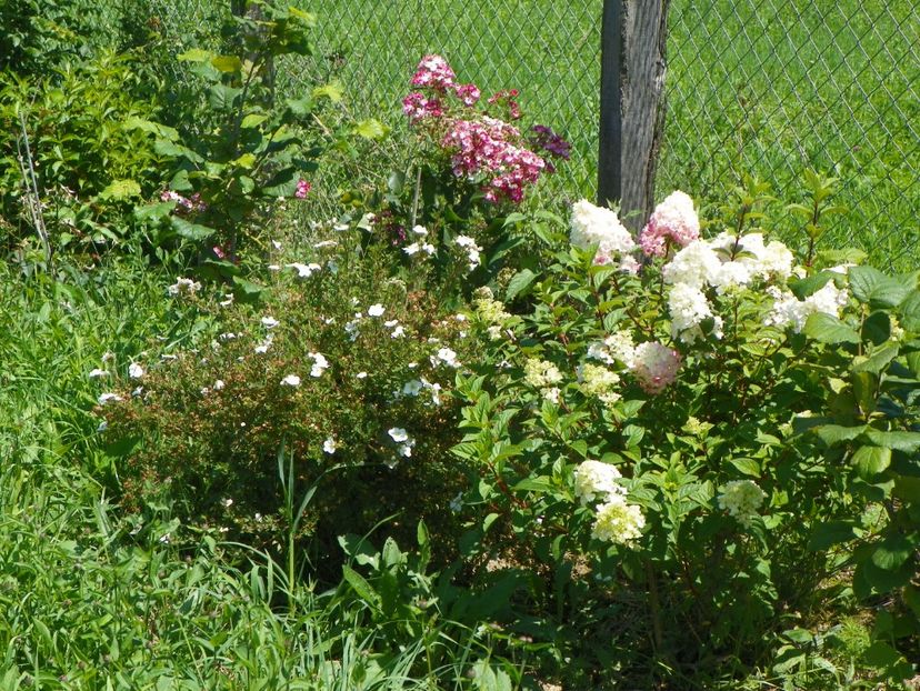 hydrangea pan. Sundae Fraise - Dobarland 2017 2
