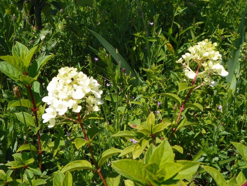 hydrangea pan. Polar Bear - Dobarland 2017 2