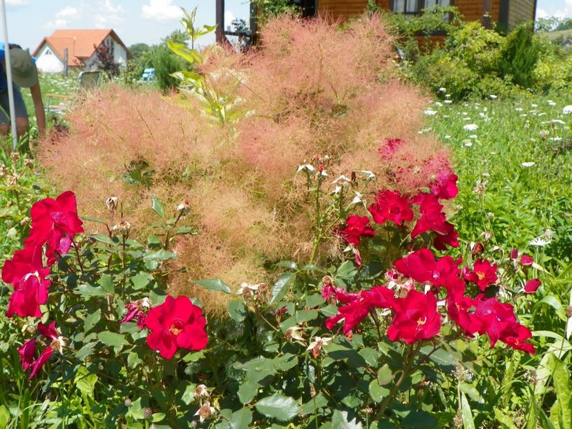 cotinus coggyria Young Lady si Zeelandia - Dobarland 2017 2