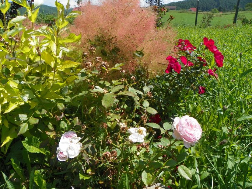 cotinus coggyria Young Lady si Geoff Hamilton - Dobarland 2017 2