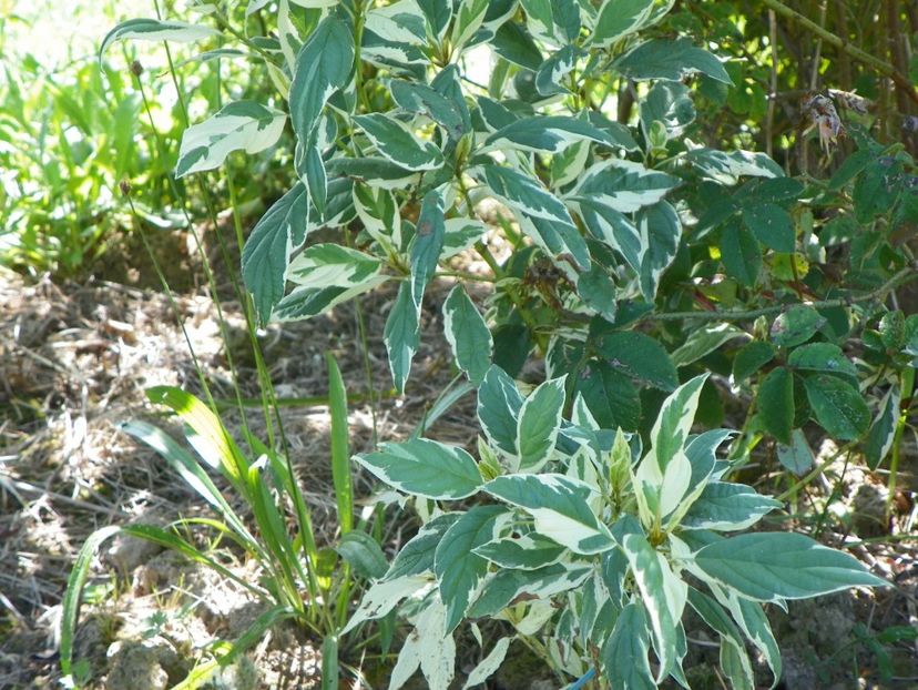 cornus sericea White Gold - Dobarland 2017 2