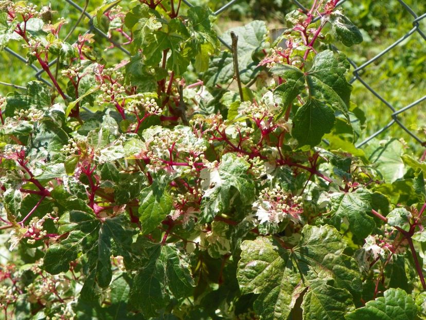 ampelopsis Elegans - Dobarland 2017 2