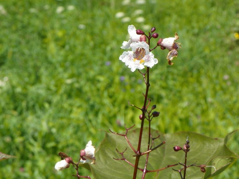 catalpa purpurea - Dobarland 2017 2