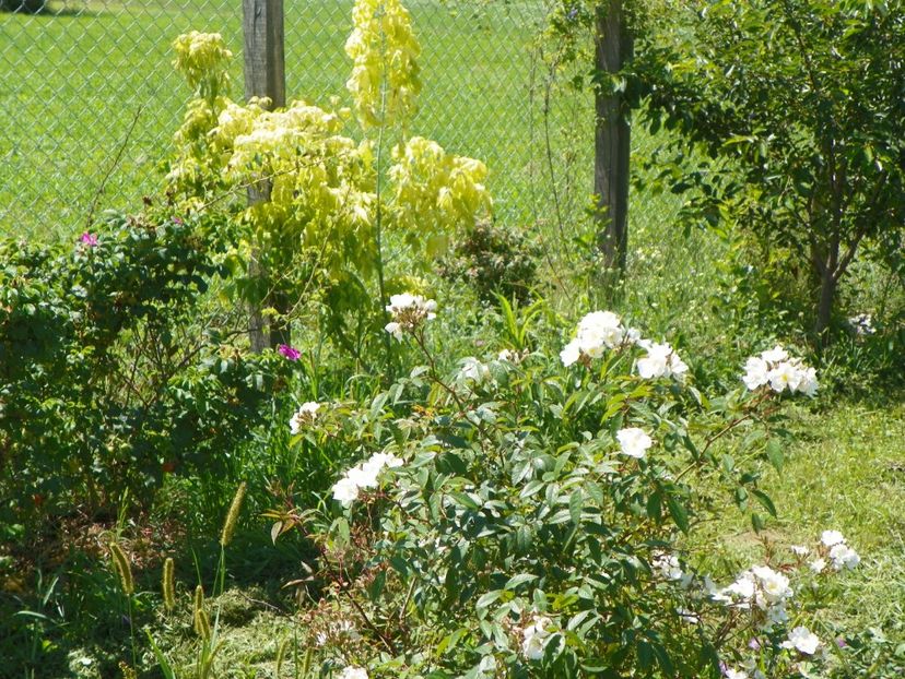 Darlows Enigma si acer Kelly's Gold - Dobarland 2017 2