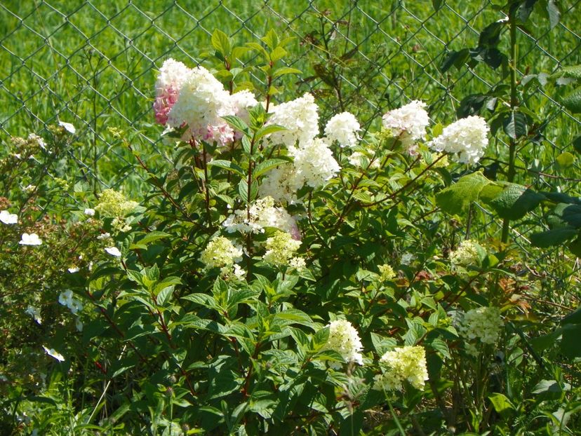 hydrangea pan. Sundae Fraise - Dobarland 2017 2