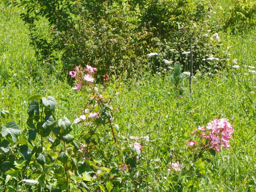 Rush - Dobarland 2017 2