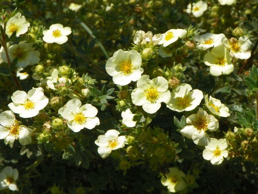 potentilla Primerose Beauty - Dobarland 2017 2