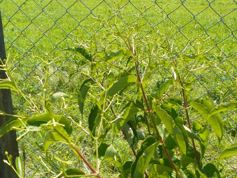 heptacodium miconioides - primii boboci - Dobarland 2017 2