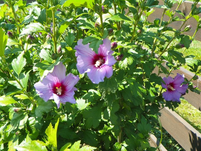 hibiscus syriacus - Dobarland 2017 2