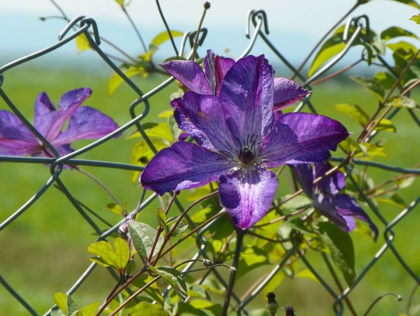 clematis Venosa Violacea - Dobarland 2017 2