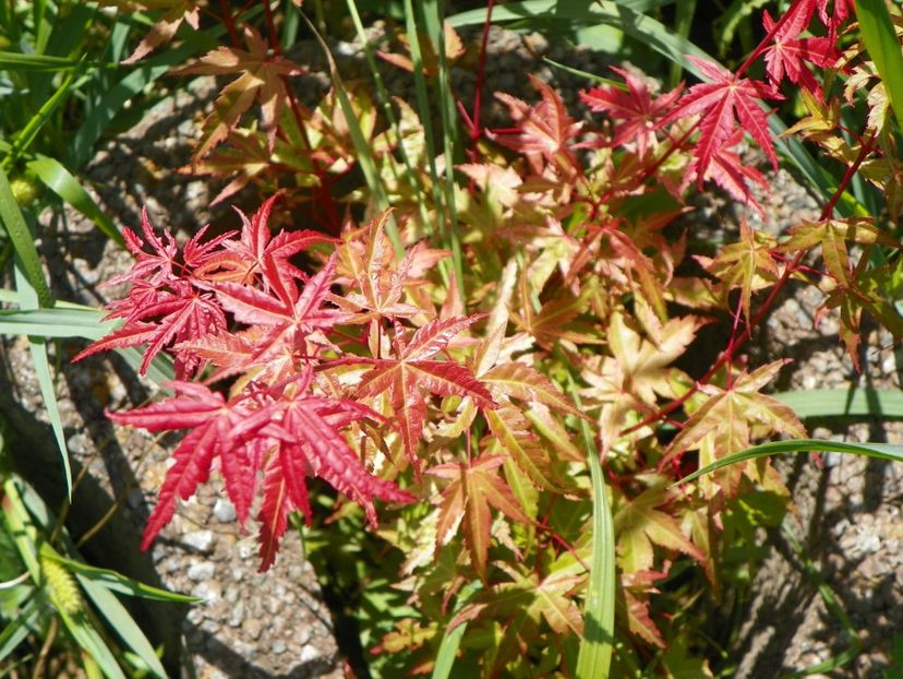 acer palmatum Phoenix - Dobarland 2017 2