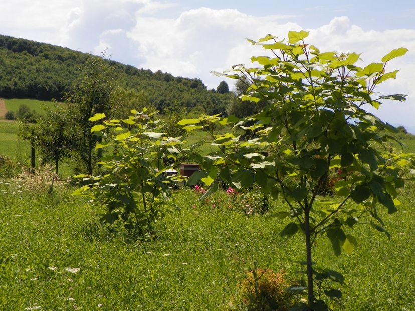 catalpa bungei - Dobarland 2017 2