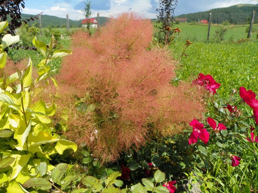 cotinus coggyria Young Lady - Dobarland 2017 2