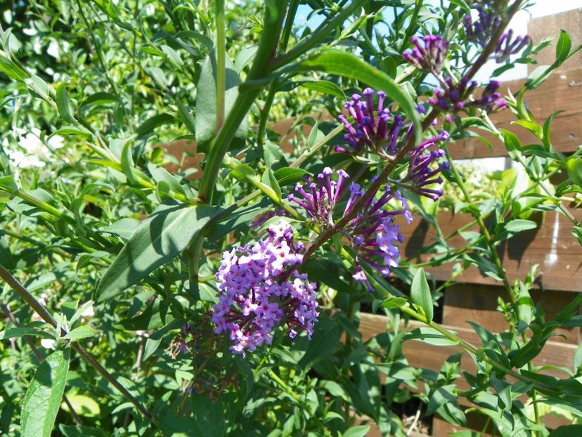 buddleja Empire Blue - Dobarland 2017 2