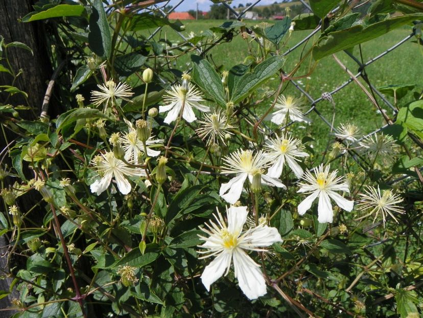 clematis Summer Snow - Dobarland 2017 2