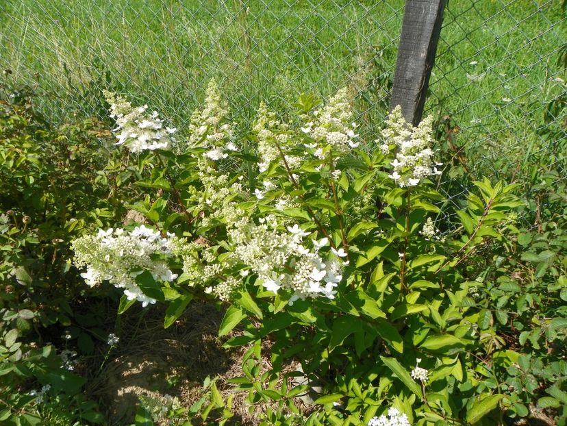 hydrangea Grandiflora - Dobarland 2017 2
