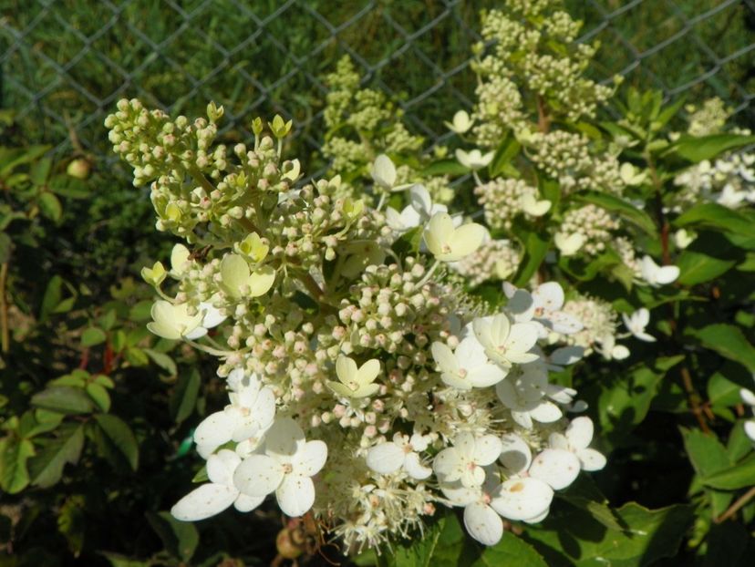 hydrangea Grandiflora - Dobarland 2017 2