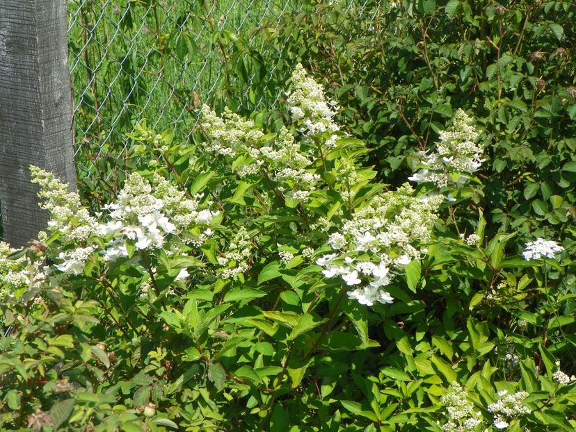 hydrangea Grandiflora - Dobarland 2017 2