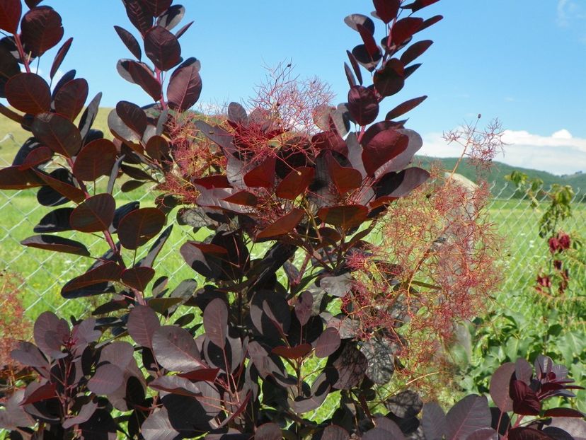 cotinus coggyria Royal Purple - Dobarland 2017 2