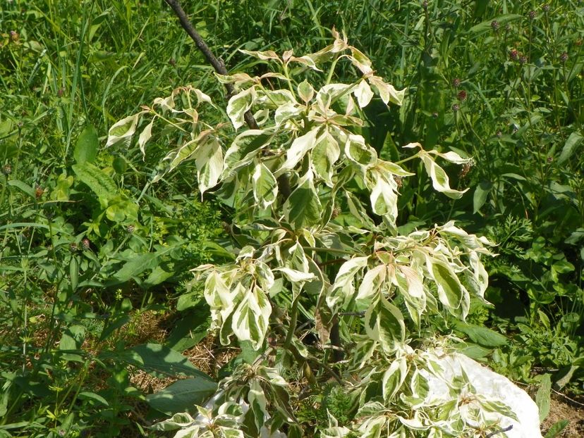 cornus controversa variegata - Dobarland 2017 2