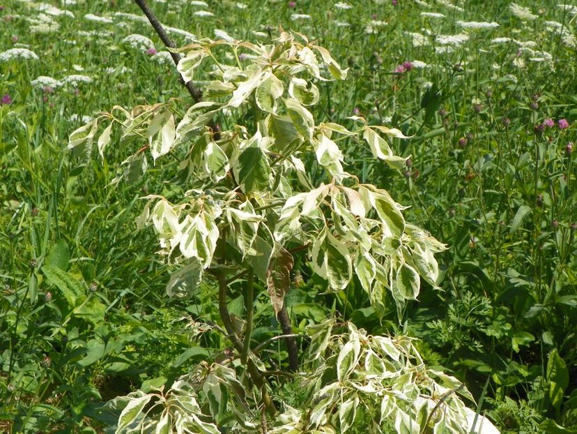 cornus controversa variegata - Dobarland 2017 2