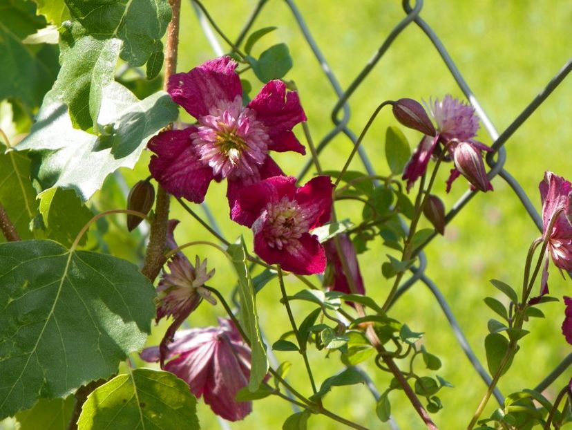 clematis Avantgarde - Dobarland 2017 2