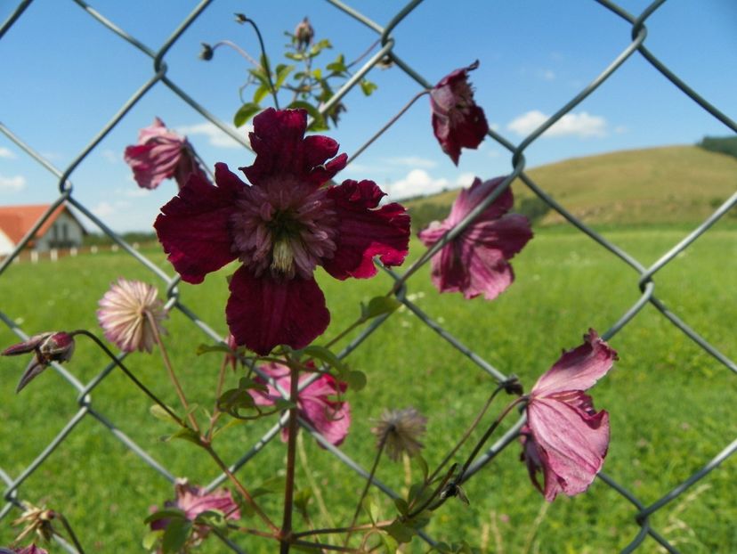 clematis Avantgarde - Dobarland 2017 2