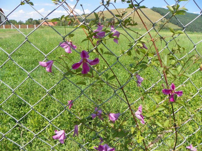 clematis Krakowiak - Dobarland 2017 2