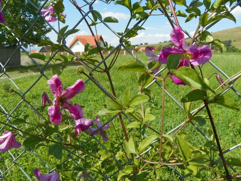 clematis Krakowiak - Dobarland 2017 2