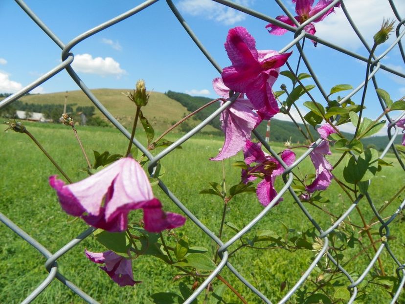 clematis Krakowiak - Dobarland 2017 2