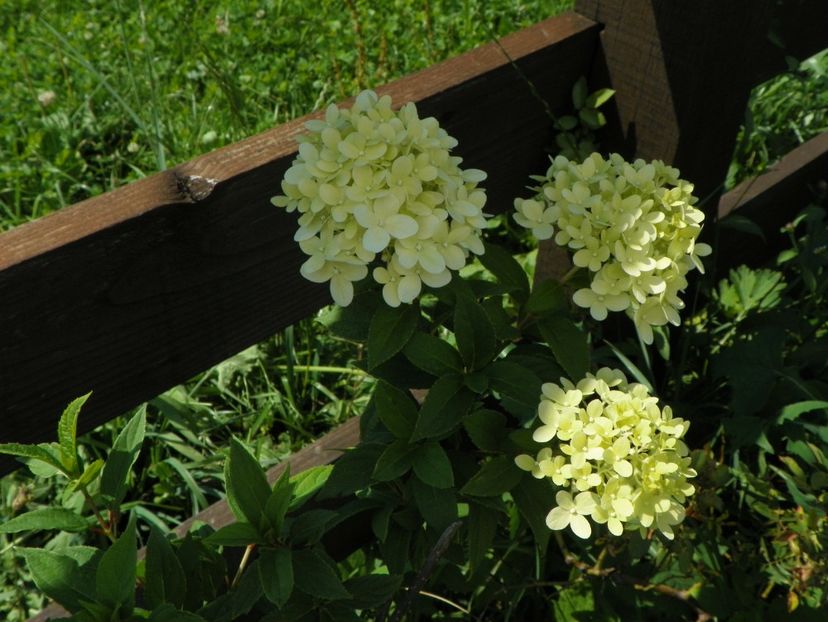 hydrangea pan. Limelight - Dobarland 2017 2