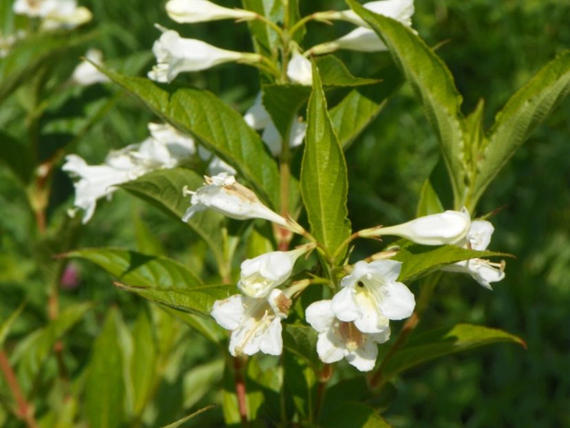 weigela candida - Dobarland 2017 2