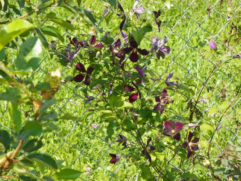 clematis Mikelite - Dobarland 2017 2