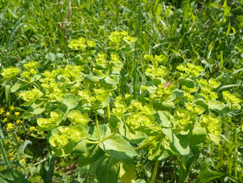 euphorbia - Dobarland 2017 2