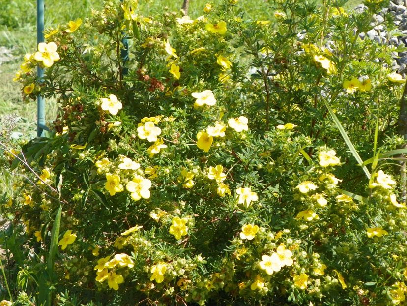 potentilla Goldfinger - Dobarland 2017 2