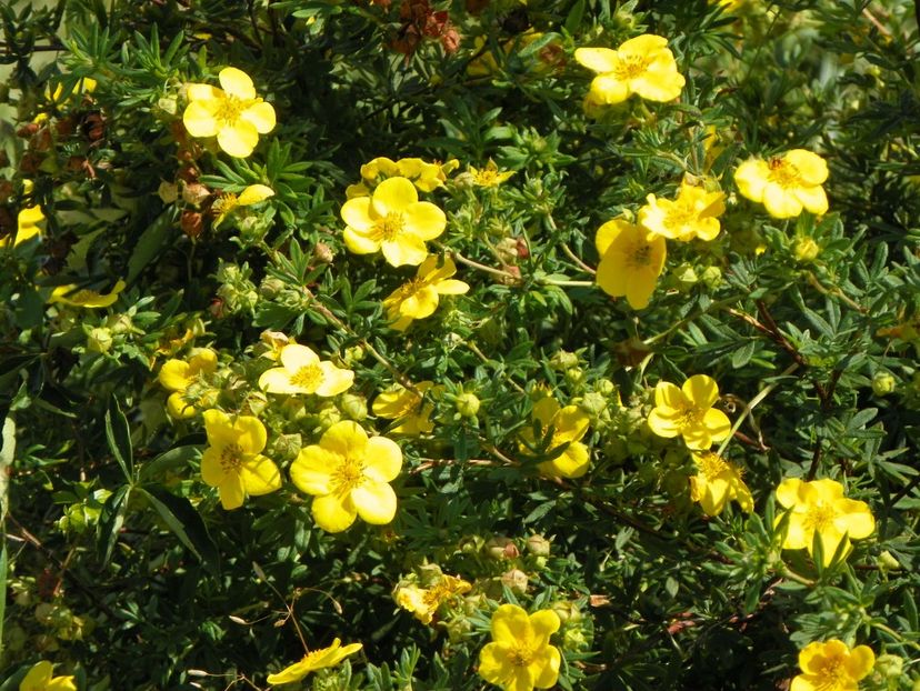 potentilla Goldfinger - Dobarland 2017 2